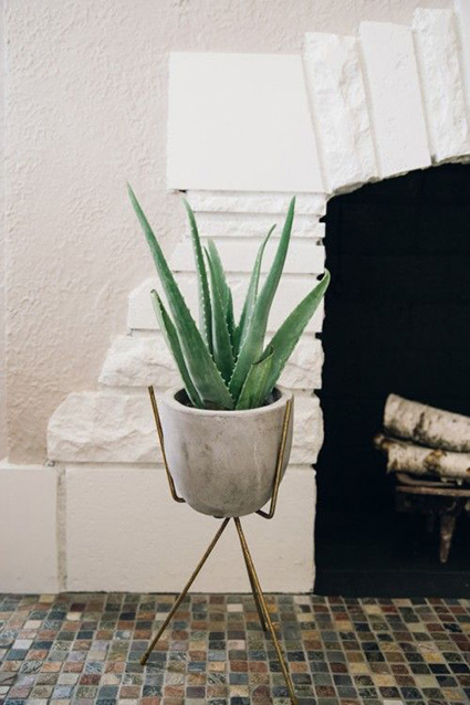 image Lidah Buaya, tanaman hias yang cocok dalam rumah